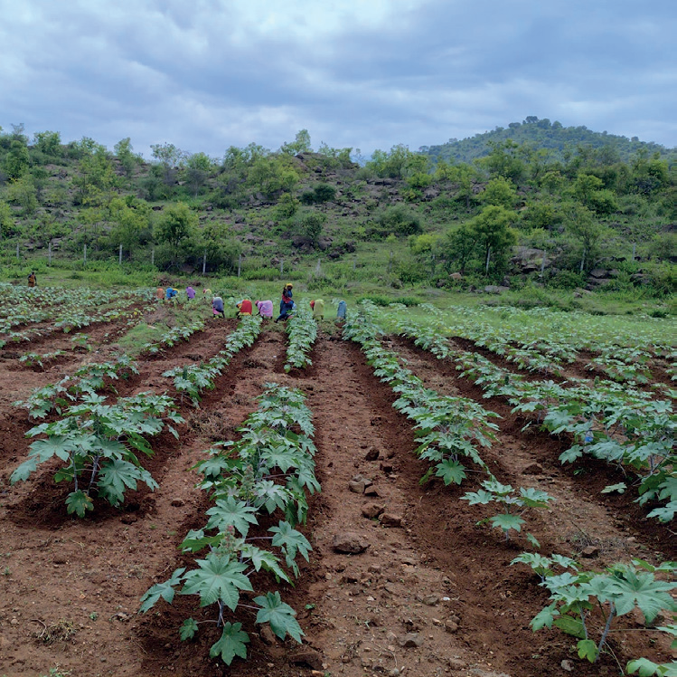 2021 Organic Farming, Saila Siddha Sarvajnapeetha stands as one of the largest organic farms of KAILĀSA, yielding a diverse range of produce, including mangoes and rice A.