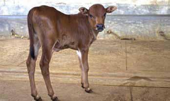 Cows in the goshala (animal sanctuary) roam freely.. They are treated with the utmost care and respect. a