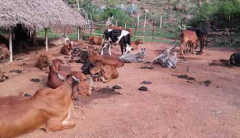 Cows in the goshala (animal sanctuary) roam freely.. They are treated with the utmost care and respect. b