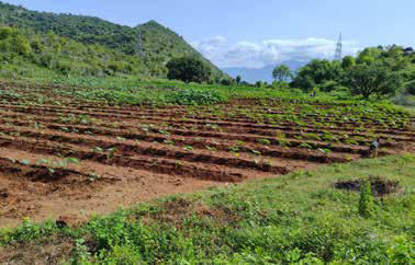 Vegetables and medicinal herbs are grown in Salem. The harvest is shared with the local people as well as distributed to other KAILĀSA ecosystems in South India. d